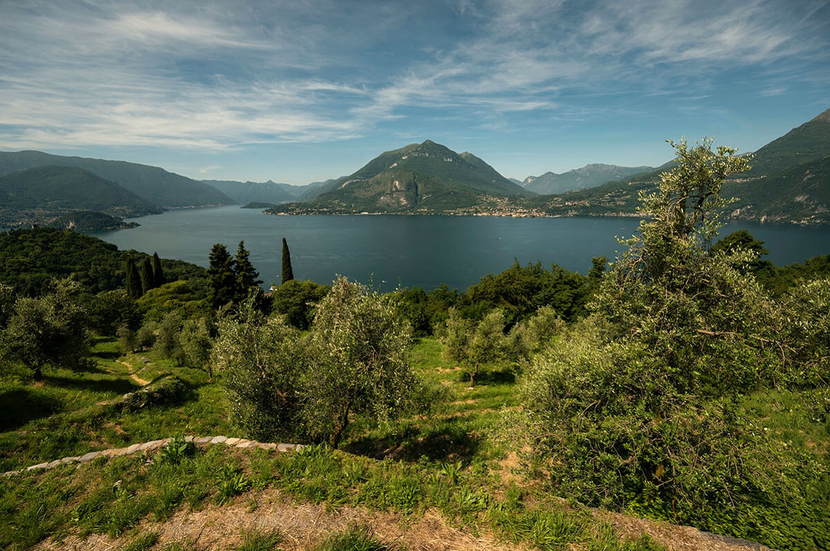 olive e produzione di olio sul lago di como