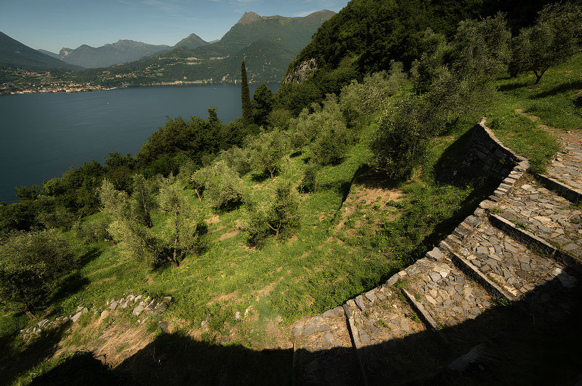 terrazzamenti con oliveti sul lago di Como