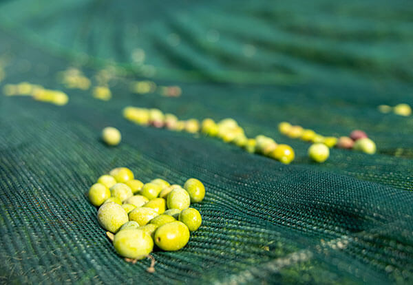 raccolta olive per spremitura