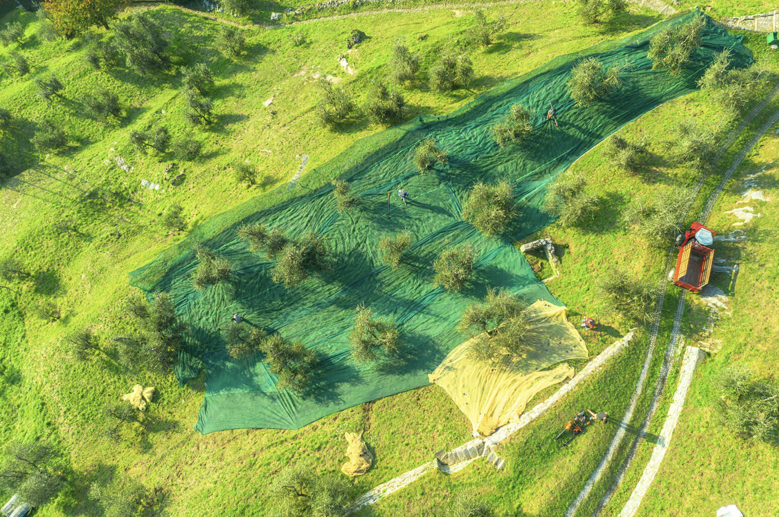 recupero oliveti abbandonati e coltivazione