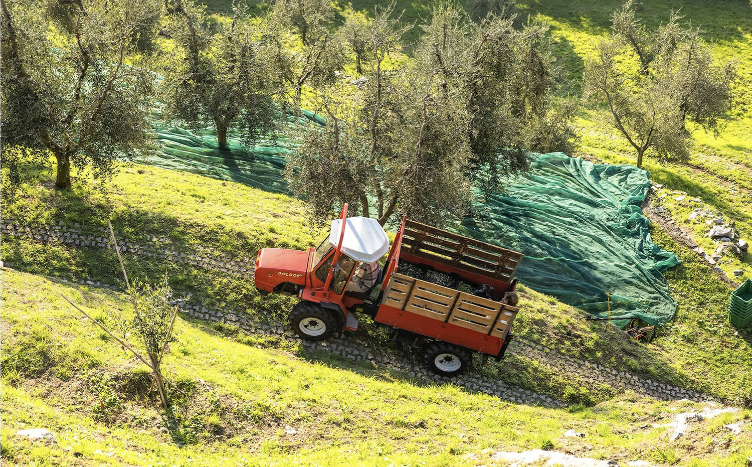 raccolta delle olive in lombardia