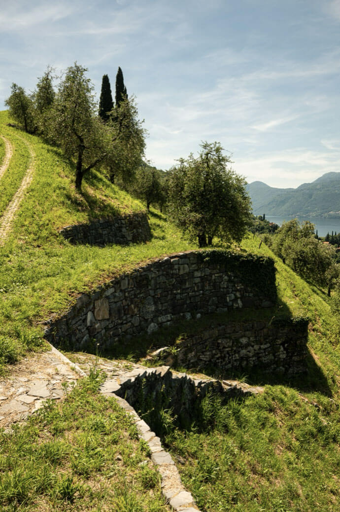terrazzamenti coltivati a uliveti sul lago di como