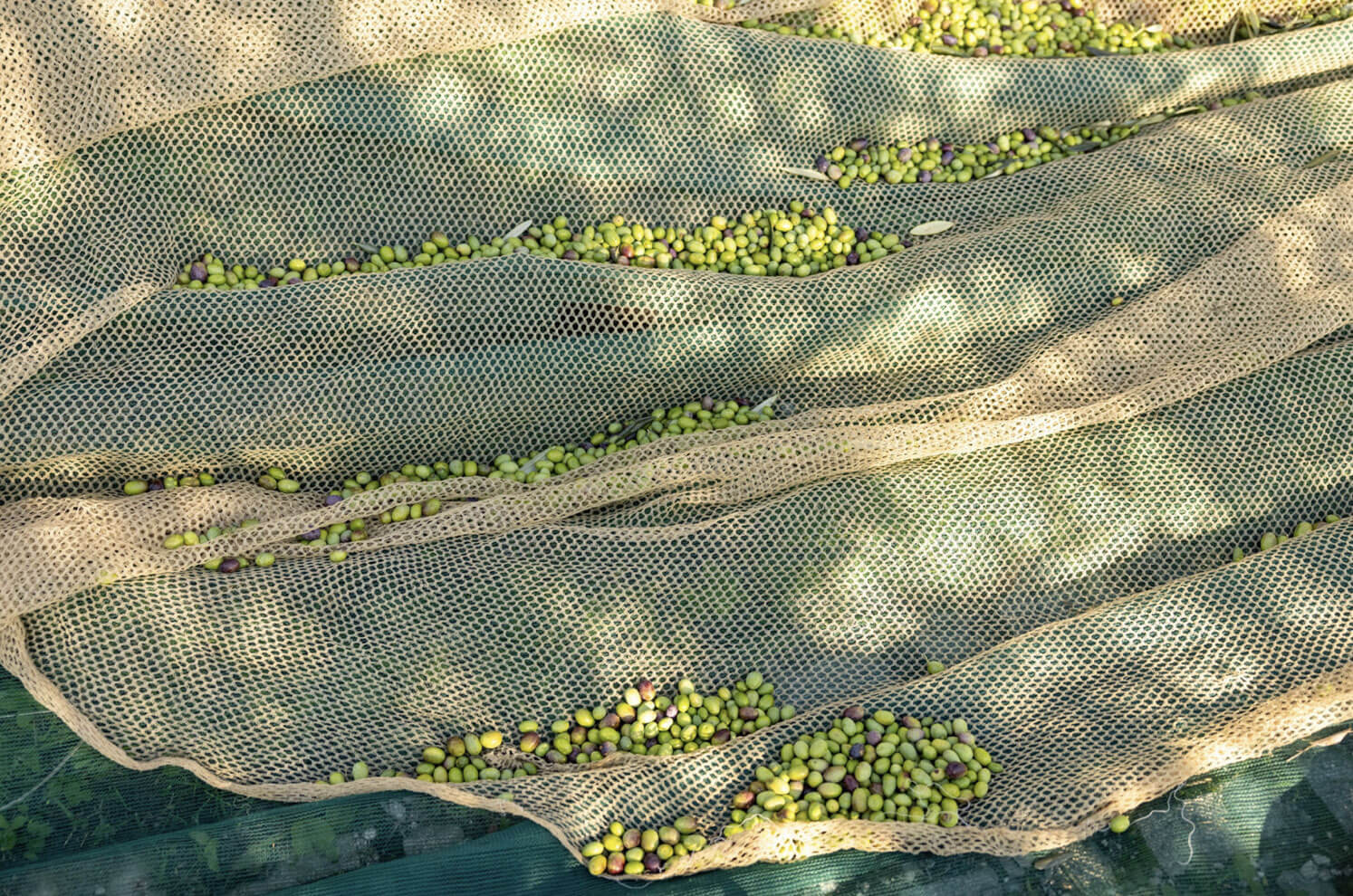 raccolta e selezione delle olive