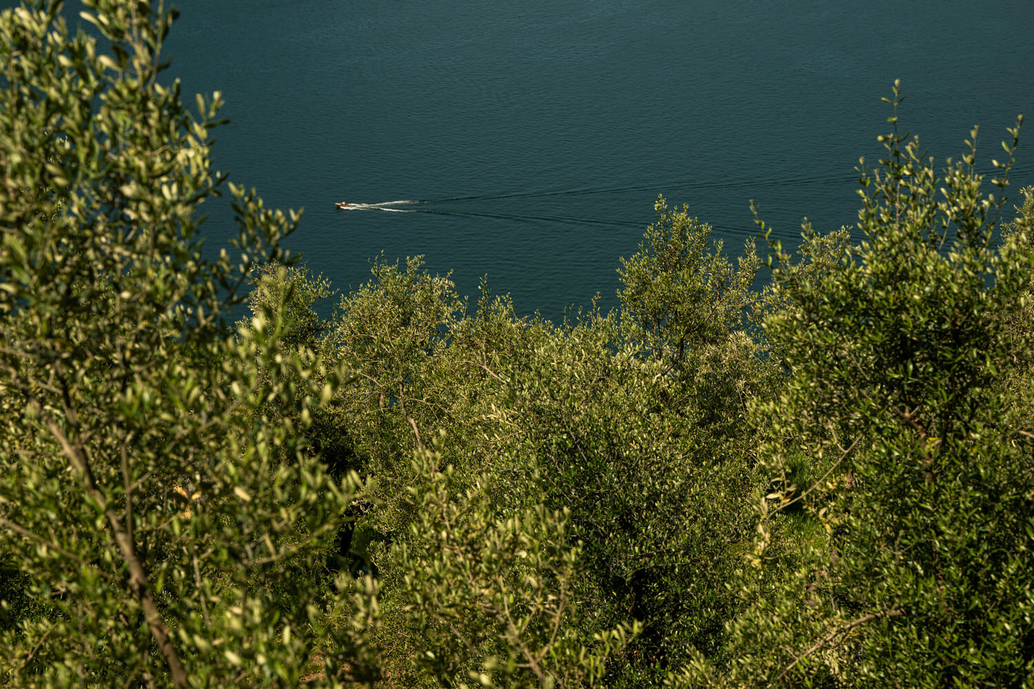 vista del lago di como da oliveto di Gaiatto