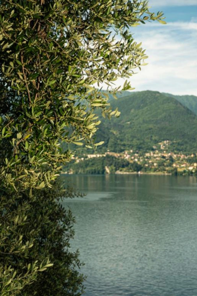 vista di ulivo sul lago di como