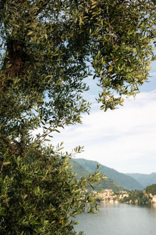 coltivazione delle olive in riva al lago di como